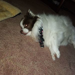 Meet your Posher, Ann